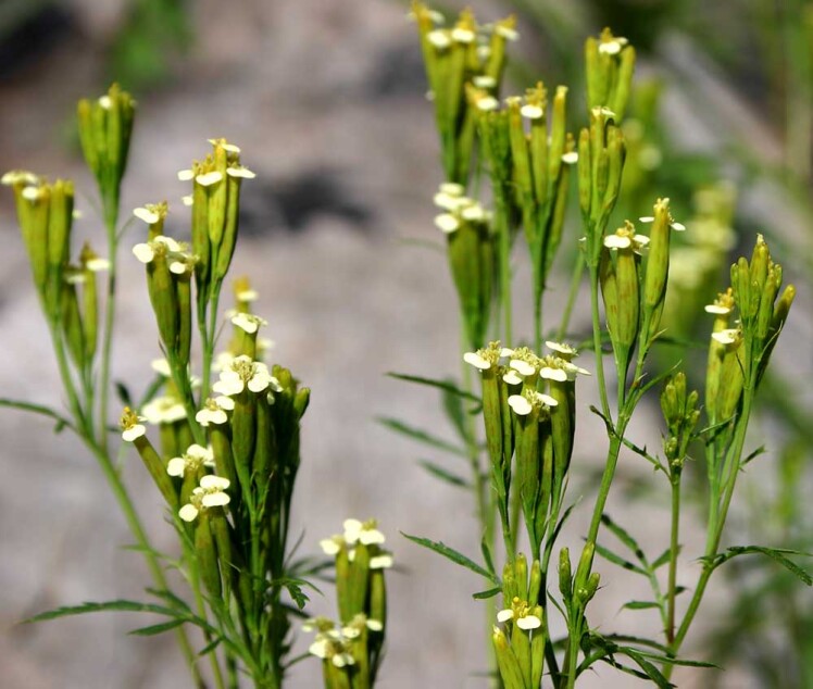 گیاه نعنای سیاه